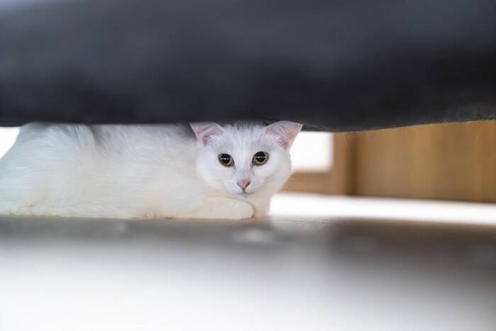 そっとしておいて！猫に『近づいてはいけない』5つのタイミング　猫が安心できなくなる心配が