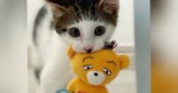子猫が大切にしている『クマのおもちゃ』→遊び続けて『４年』が経つと…想像を超える『変化』に反響「愛されてるね」「顔が変わってる」