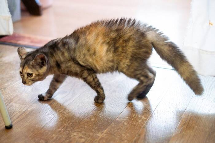 猫の耳が『イカ耳』になったときの心理4つ　イライラしているの？適切な接し方も解説