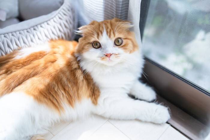 猫の耳が『イカ耳』になったときの心理4つ　イライラしているの？適切な接し方も解説