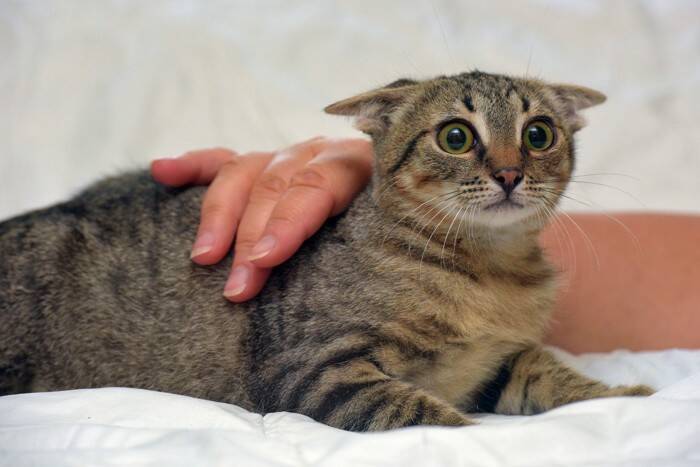 猫が飼い主に『嫌な気持ち』を伝えているサイン5選　気付いてあげたい仕草や行動とは