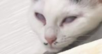 白目になって『爆睡し始めた猫』→心配したお父さんが……母爆笑の『慌てぶり』に「夜中に見たらダメなやつｗ」「おかえりで吹いた」の声