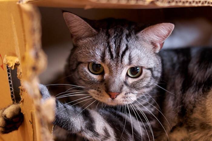 猫に恐怖を覚えさせてしまう『ダメな叱り方』3選　信頼関係にキズがついてしまうかも…