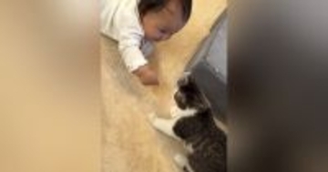 子猫といっしょに遊びたい赤ちゃん→手を伸ばしたら…幼いもの同士の『尊すぎるやり取り』が45万再生「可愛くて泣きそう」「なんて癒される」