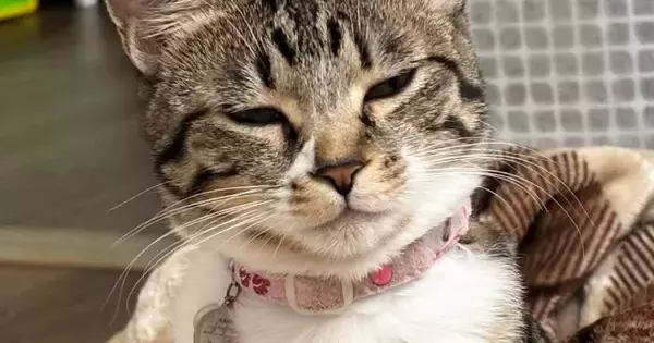 『爆睡していた猫』→頭を見ると、『まさかの寝癖』がついていて……尊すぎる瞬間に「おおおっ立派」「表情もかわいいｗ」と反響