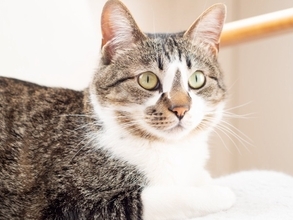 猫から好かれる人に共通する『声』の特徴3つ　気に入られやすい理由や心がけたい話し方のコツまで