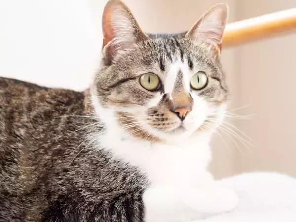 猫から好かれる人に共通する『声』の特徴3つ　気に入られやすい理由や心がけたい話し方のコツまで