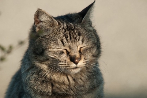 猫が『ため息をついている』ときの理由3選　読み取れる心理から注意すべきケースまで