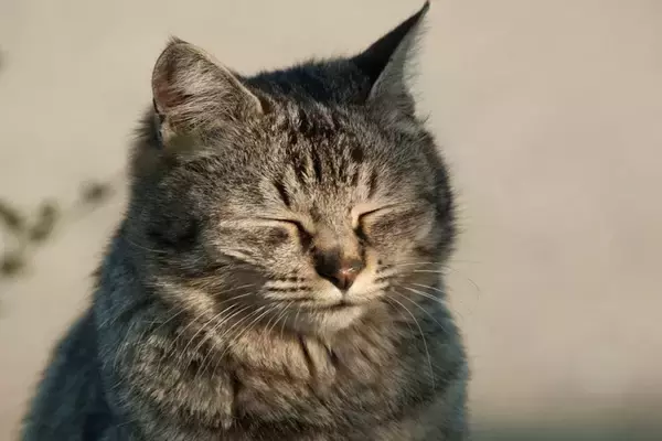 猫が『ため息をついている』ときの理由3選　読み取れる心理から注意すべきケースまで