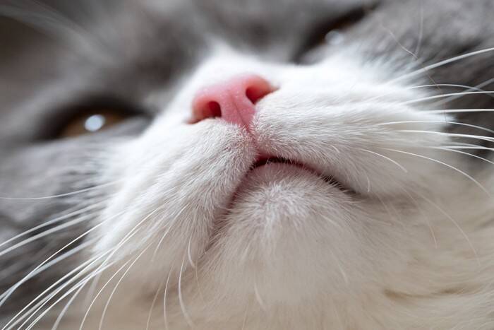 猫が『ため息をついている』ときの理由3選　読み取れる心理から注意すべきケースまで