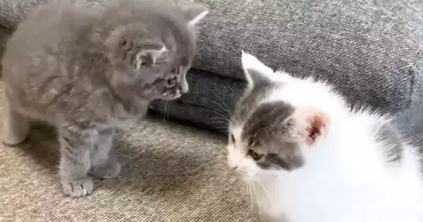 雷の音にビックリした子猫たちが『向かった先』とは…尊すぎる『大集合の様子』が58万再生「なんだ、ただの天国かよ」「物凄く羨ましいｗｗ」