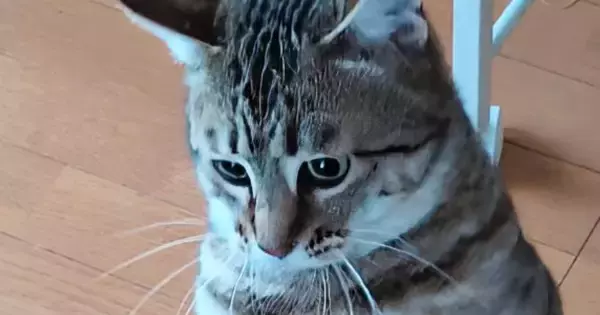 『猫が立った』と思ったら→次の瞬間……まさかの『奇跡的な光景』に15万いいね「すごい進化してるｗ」「やっぱり人が入ってるんだ」と話題