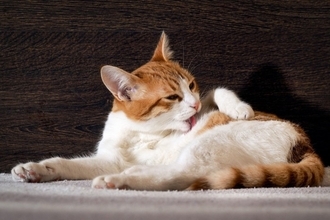 猫の毛球症は放っておけない！こんなことに気をつけて【獣医師執筆】
