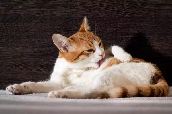 猫の毛球症は放っておけない！こんなことに気をつけて【獣医師執筆】