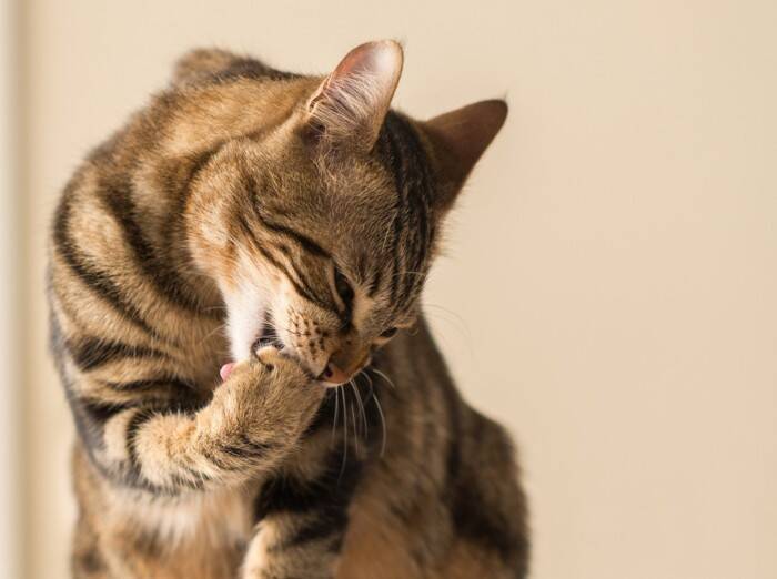 猫の毛球症は放っておけない！こんなことに気をつけて【獣医師執筆】