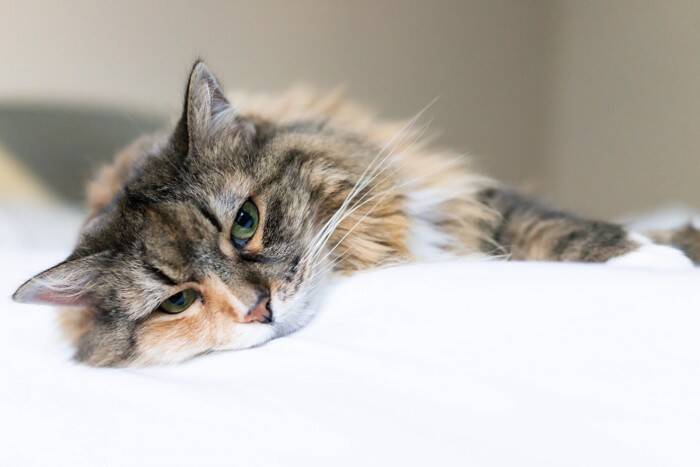 猫の毛球症は放っておけない！こんなことに気をつけて【獣医師執筆】
