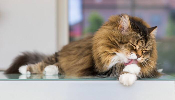 猫の毛球症は放っておけない！こんなことに気をつけて【獣医師執筆】