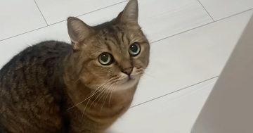 10分だけお留守番することになった猫→ママが帰ってくると…『可愛すぎる行動』に反響「10分ぶりの感動の再会」「小言が止まらないｗ」