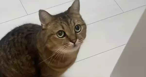 10分だけお留守番することになった猫→ママが帰ってくると…『可愛すぎる行動』に反響「10分ぶりの感動の再会」「小言が止まらないｗ」