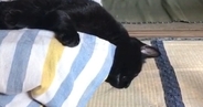 『ソファでだらけている黒猫』を見守っていたら…まさかの展開に爆笑の声「油断しすぎで笑った」「猫って思ってる以上に長いｗ」と25万再生