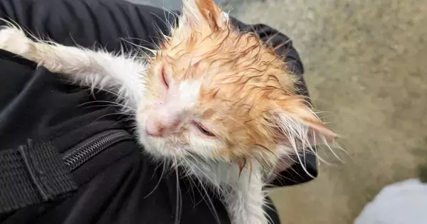 大雨で『びしょ濡れになっていた子猫』を保護…3か月後→激変した『現在の様子』に29万いいね「まじでお姫様」「幸せそうで涙が出る」