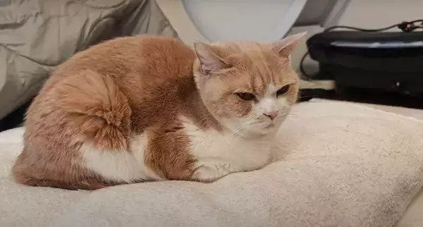 3匹の猫に『ペット用サングラス』をかけてみた結果…思わず笑ってしまう『大変身』に「個性が際立ってるｗ」「みんな似合っててｗ」