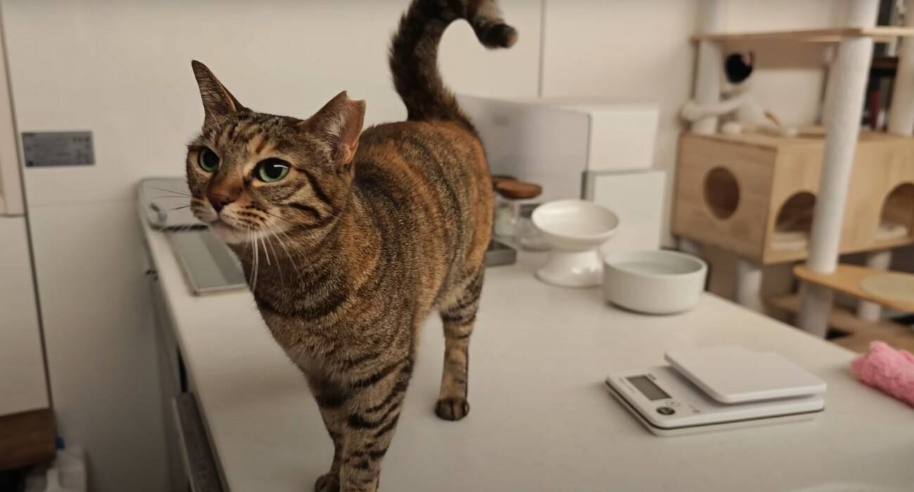 3匹の猫に『ペット用サングラス』をかけてみた結果…思わず笑ってしまう『大変身』に「個性が際立ってるｗ」「みんな似合っててｗ」