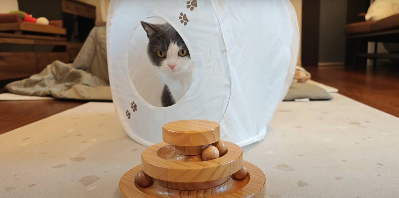 3匹の猫に『ペット用サングラス』をかけてみた結果…思わず笑ってしまう『大変身』に「個性が際立ってるｗ」「みんな似合っててｗ」