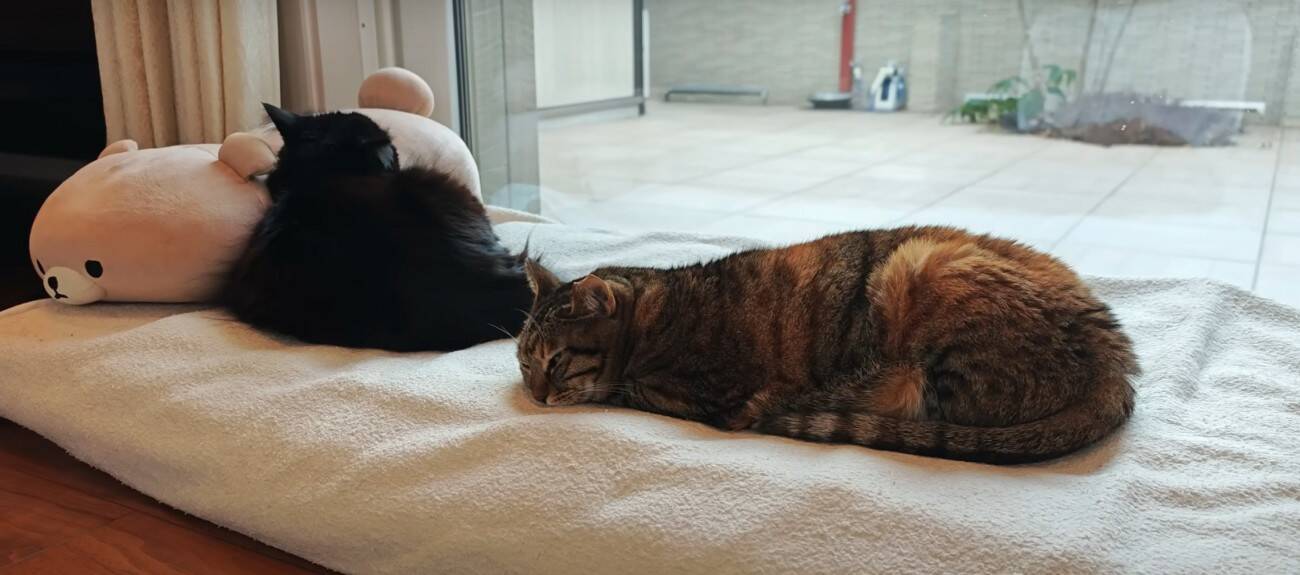 3匹の猫に『ペット用サングラス』をかけてみた結果…思わず笑ってしまう『大変身』に「個性が際立ってるｗ」「みんな似合っててｗ」