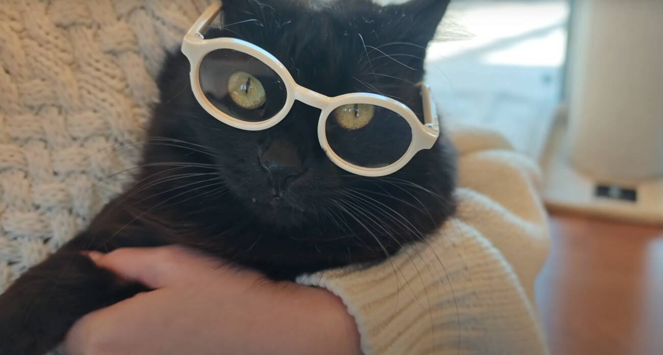 3匹の猫に『ペット用サングラス』をかけてみた結果…思わず笑ってしまう『大変身』に「個性が際立ってるｗ」「みんな似合っててｗ」