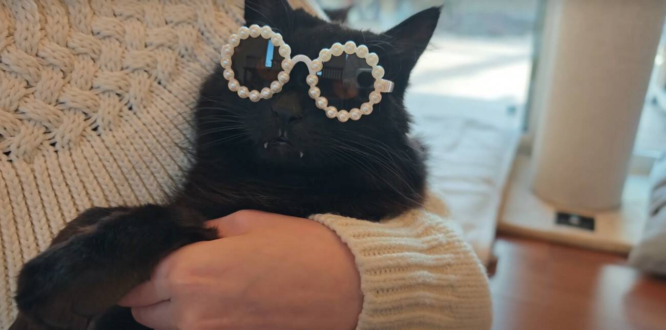 3匹の猫に『ペット用サングラス』をかけてみた結果…思わず笑ってしまう『大変身』に「個性が際立ってるｗ」「みんな似合っててｗ」