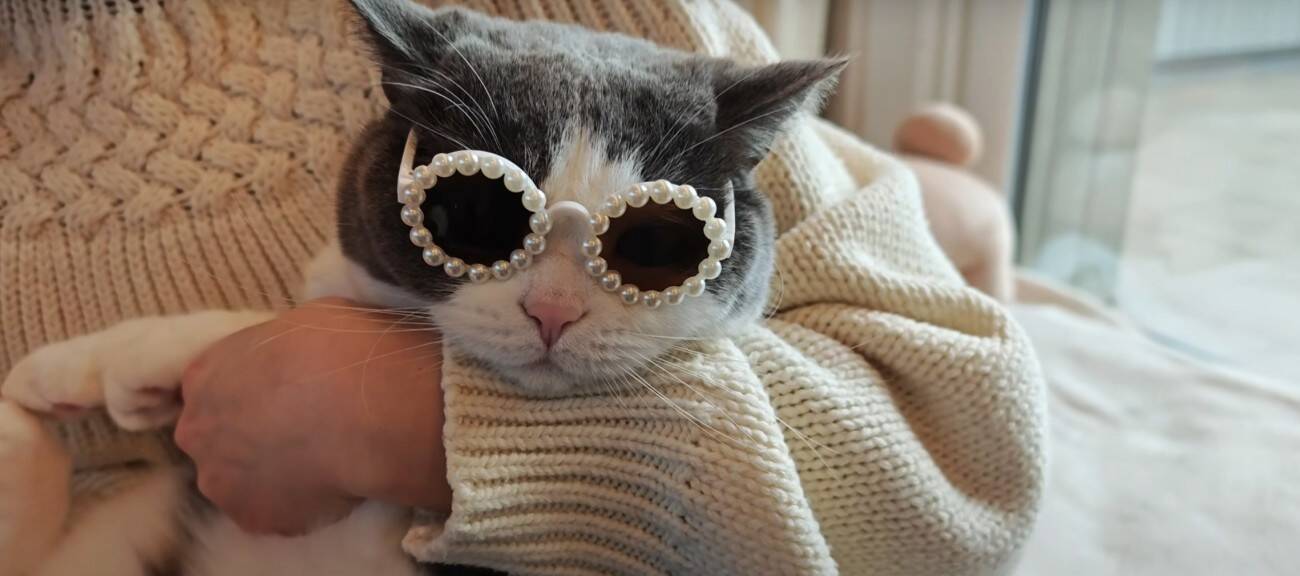 3匹の猫に『ペット用サングラス』をかけてみた結果…思わず笑ってしまう『大変身』に「個性が際立ってるｗ」「みんな似合っててｗ」