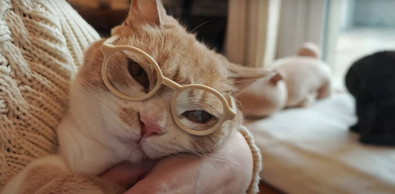 3匹の猫に『ペット用サングラス』をかけてみた結果…思わず笑ってしまう『大変身』に「個性が際立ってるｗ」「みんな似合っててｗ」