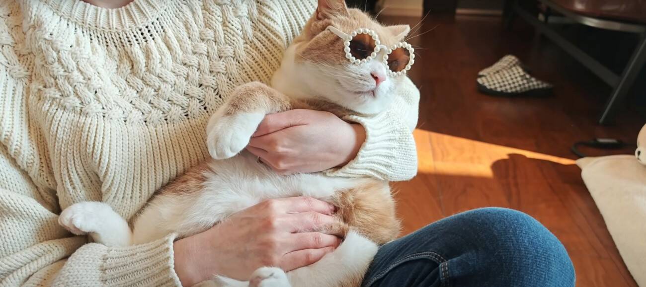 3匹の猫に『ペット用サングラス』をかけてみた結果…思わず笑ってしまう『大変身』に「個性が際立ってるｗ」「みんな似合っててｗ」