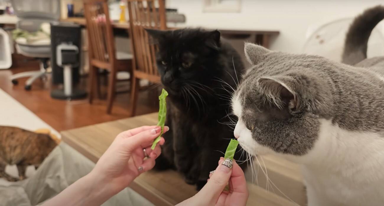 3匹の猫に『ペット用サングラス』をかけてみた結果…思わず笑ってしまう『大変身』に「個性が際立ってるｗ」「みんな似合っててｗ」