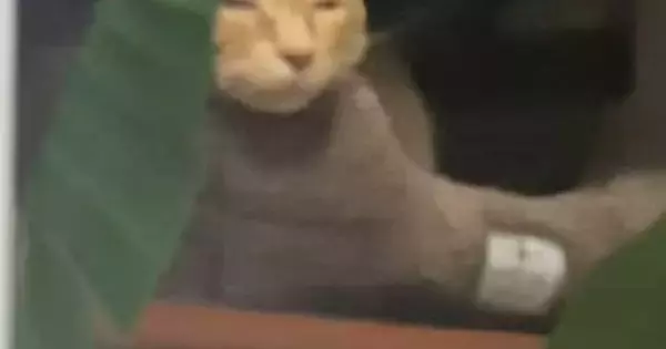 『降臨しかけてたｗｗ』窓辺のベッドでくつろいでいた猫を見たら…『まさかの表情』に爆笑の声続出「悟り開いてるｗ」「神の領域に至ってる」