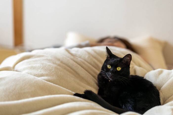 猫が飼い主の『布団を横取りする』理由5つ　気を付けたいポイントや上手な対処法も