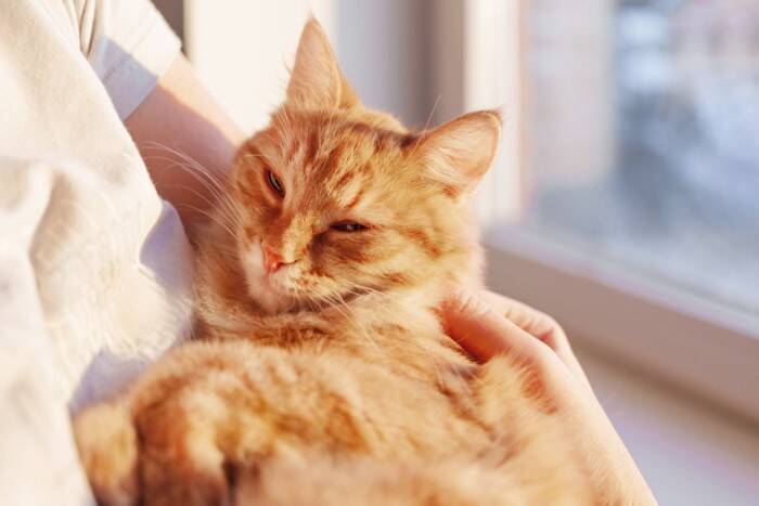 猫を『粘着質』にさせてしまう飼い主の行動3選　見直すべき理由から理想的な距離感まで解説