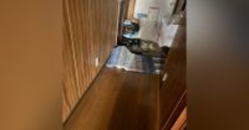 マットの下に『上手く隠れていたはずの猫』…すぐに居場所がバレてしまった『まさかの理由』に２万いいね「ピカピカだったね」「可愛すぎｗ」