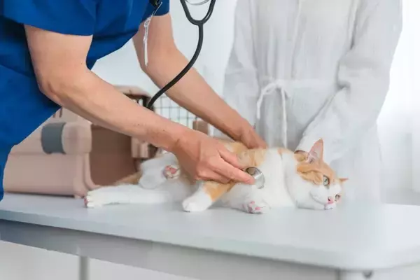 猫の身に起こりうる『夜間の救急症状』6つ　知っておくべき緊急時の対処法も解説