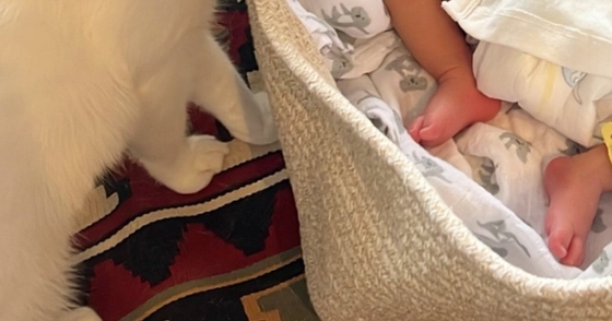 すやすやと眠る赤ちゃん→猫たちが近づいてくると…尊すぎる『初めまして』の様子に「すぐに添い寝が始まりそうｗ」「最高の組み合わせ」と反響