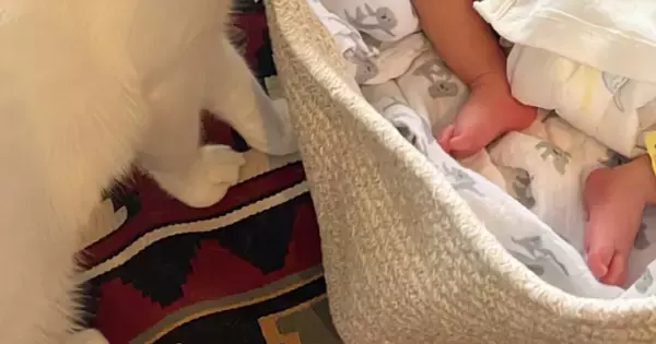 すやすやと眠る赤ちゃん→猫たちが近づいてくると…尊すぎる『初めまして』の様子に「すぐに添い寝が始まりそうｗ」「最高の組み合わせ」と反響