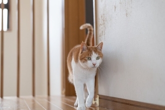 猫が家の中を『パトロール』している理由3つ　どんな意味があるの？注意が必要なケースまで解説