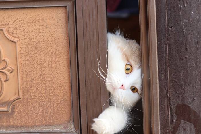 猫が家の中を『パトロール』している理由3つ　どんな意味があるの？注意が必要なケースまで解説