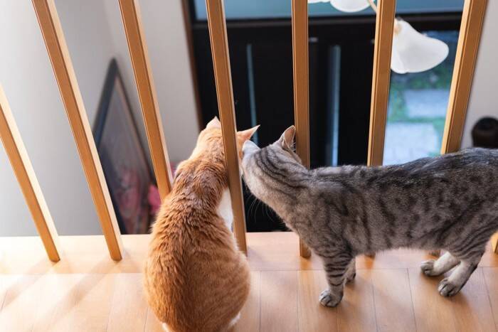 猫が家の中を『パトロール』している理由3つ　どんな意味があるの？注意が必要なケースまで解説