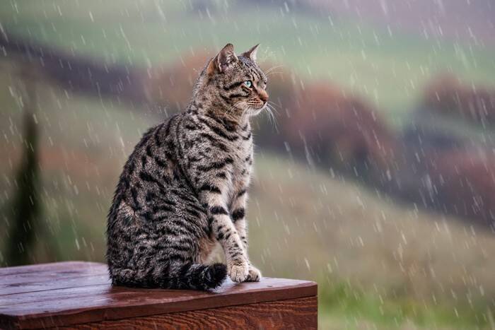 亡くなった猫が待つ『虹の橋』に関する4つの説　どう過ごしているの？いつの日か再会できる？