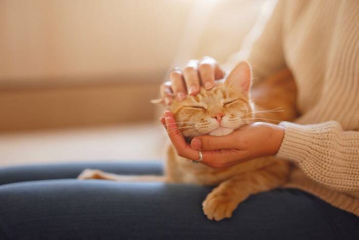 亡くなった猫が待つ『虹の橋』に関する4つの説　どう過ごしているの？いつの日か再会できる？