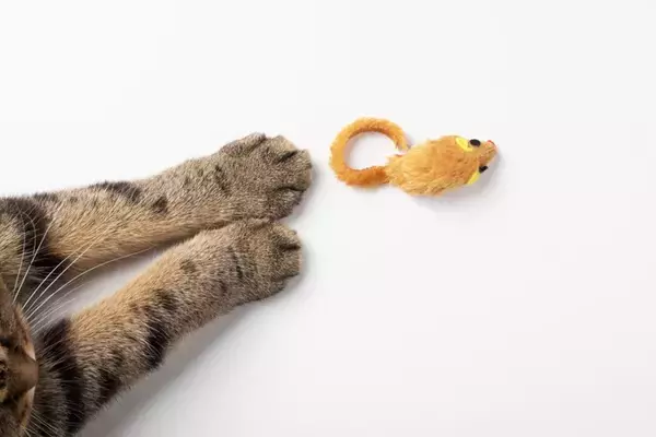 猫が『おみやげ』を持ってきてくれる理由3つ　思わず愛おしくなる心理や応え方まで解説