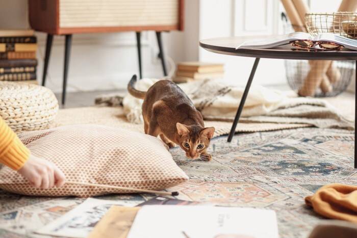 猫が『おみやげ』を持ってきてくれる理由3つ　思わず愛おしくなる心理や応え方まで解説