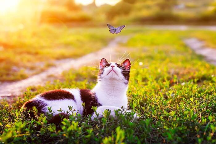 猫が『おみやげ』を持ってきてくれる理由3つ　思わず愛おしくなる心理や応え方まで解説